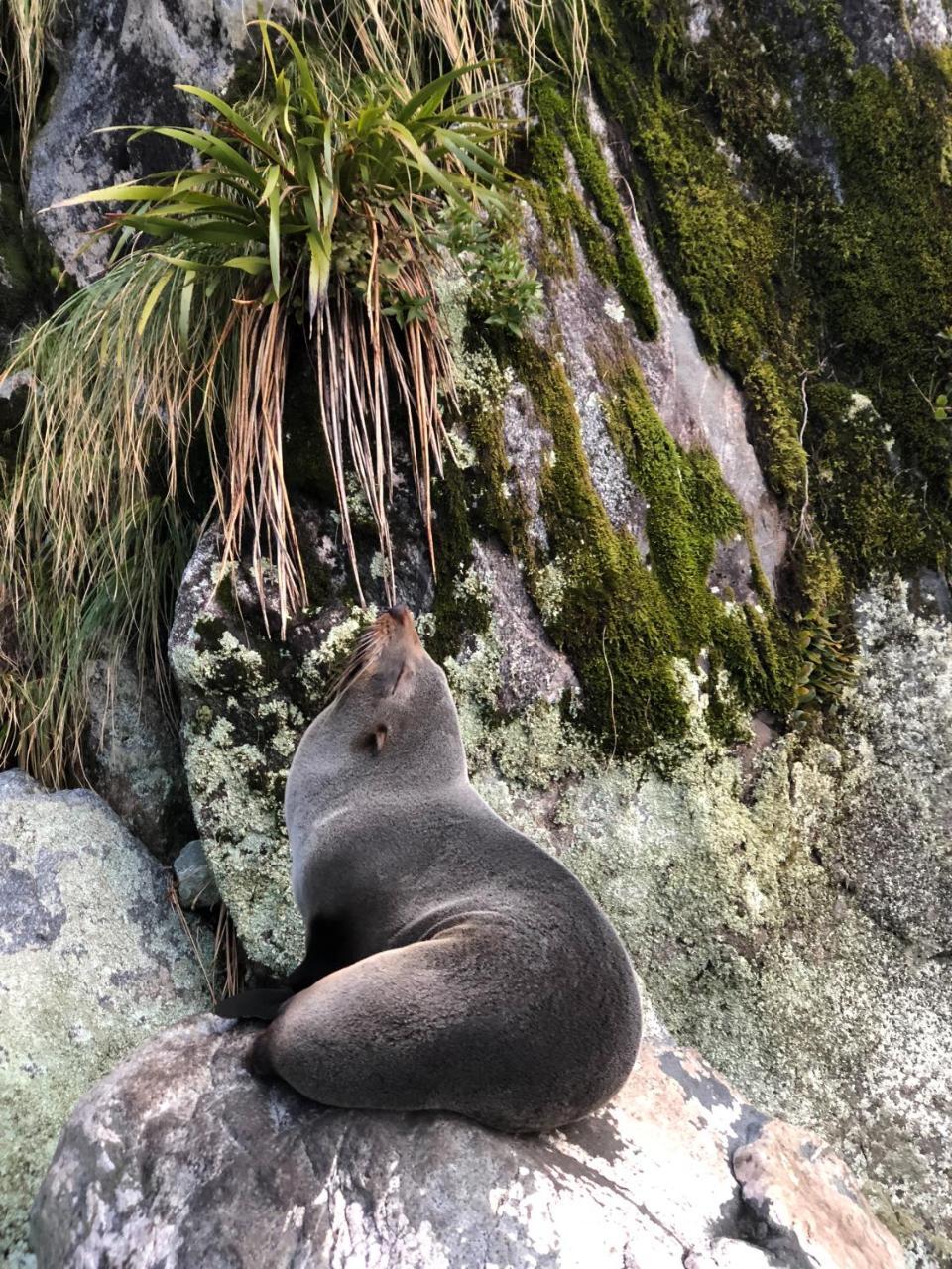 Milford Sound Overnight Cruise - Fiordland Discovery Esterno foto